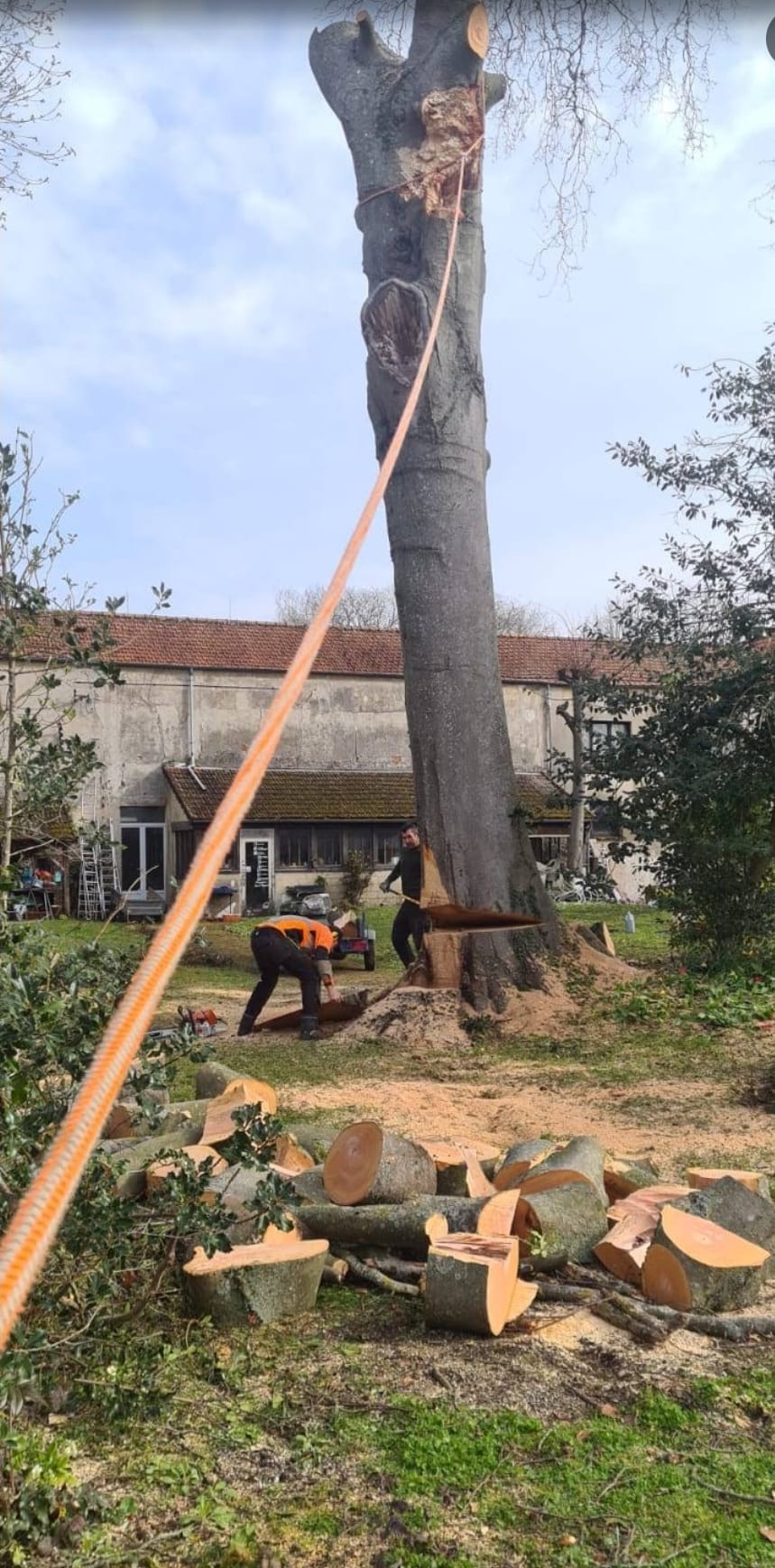 Abattage d'arbre sécurité - Besson Moreau